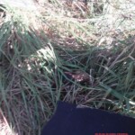 Decapitated woman in car crash