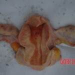 Examination and autopsy of Chinese woman with skull fracture