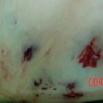 Jenilde Andrada Santos