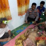 Crocodile attack in Indonesia