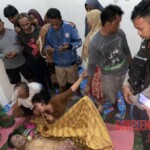 Crocodile attack in Indonesia