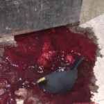 Jerome Dumayug Dumanggad