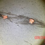 Motorcyclist's brain splattered on the road