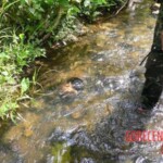 Beheaded Thai soldiers