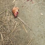 Two tortured and executed young men