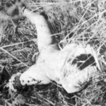Victim of Ladislav Hojer