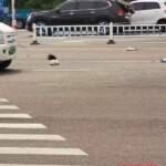 Woman beheaded by truck