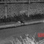 Female shot dead in Manila