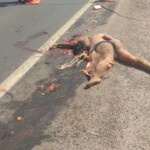 Brazilian shemale crushed by truck