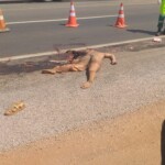 Brazilian shemale crushed by truck