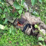 Dead Ukrainian soldier