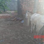 Kicked to death by donkey