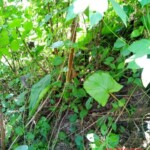 Jose Vicente Aguilar