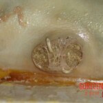 Bathtub suicide girl