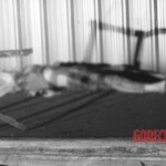 Woman shot dead in Manila