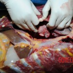 Examination and autopsy of Chinese woman stabbed to death