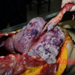 Examination and autopsy of Chinese woman stabbed to death