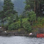 Utøya attack Breivik