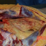 Autopsy of Chinese woman killed in car crash