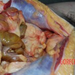 Autopsy of Chinese woman killed in car crash