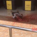 Security guard murdered by four hit men