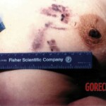 Catherine A. DiMauro