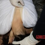 Young Chinese woman found hanged in her apartment