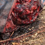 José Gregorio Pacheco Ríos