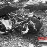 Japanese victims of American bombing