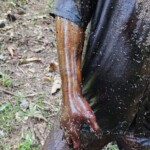 Rotting body of hanged man found in Indonesian rainforest