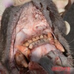 Three people mauled by bear