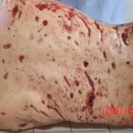 Three people mauled by bear