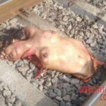 Woman torn to pieces by train