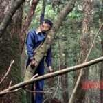 Corpses of the Japanese suicide forest