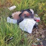 Perla Analí Córdova