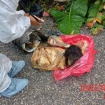 Perla Analí Córdova