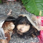 Perla Analí Córdova