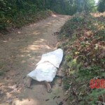 Drunk farm worker killed by high voltage