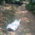 Drunk farm worker killed by high voltage