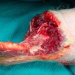 Elderly man eaten by domestic cats