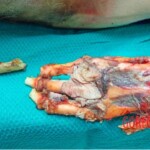 Elderly man eaten by domestic cats