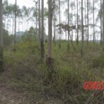 Murdered Chinese teen found in woods