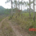 Murdered Chinese teen found in woods