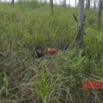 Murdered Chinese teen found in woods