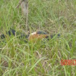 Murdered Chinese teen found in woods