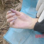 Murdered Chinese teen found in woods