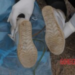 Murdered Chinese teen found in woods