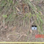 Murdered Chinese teen found in woods