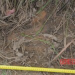 Murdered Chinese teen found in woods