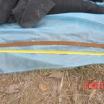 Murdered Chinese teen found in woods